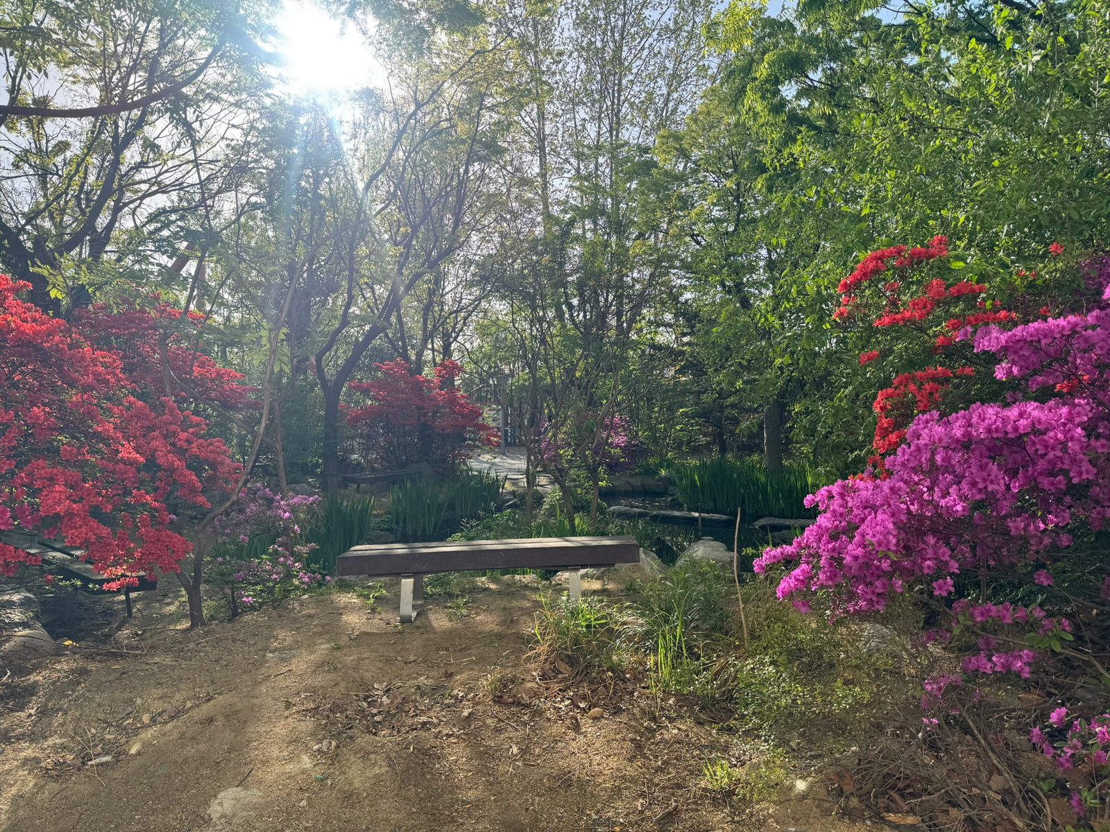 A bench among red and pink azaleas in a sunlit garden