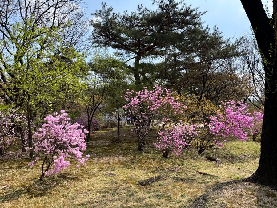 Pink spring blossom under a pine tree in a park